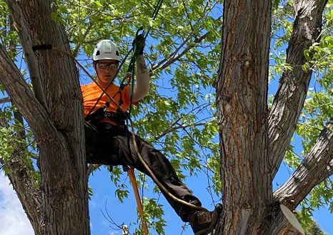 Tree Removal