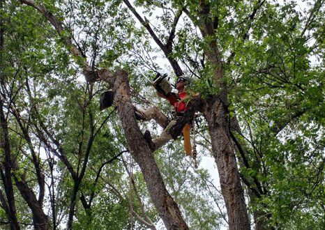 Tree Trimming