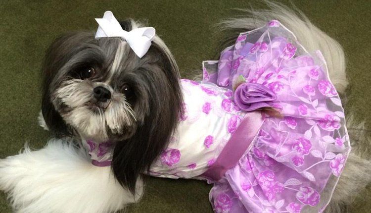 Dog in a dress