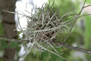 A ball of gray air plants growing on a tree branch, with green foliage in the background.