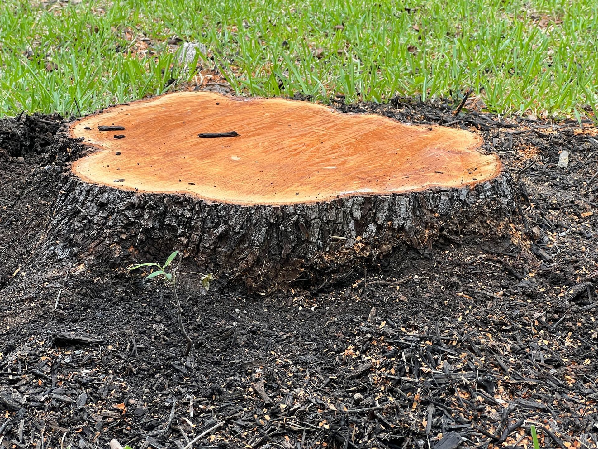 A recently cut tree stump with orange-brown wood grain, surrounded by black mulch and green grass.