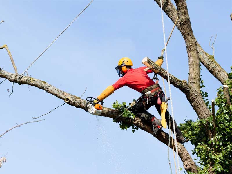 Arborist using a chainsaw to cut a tree branch, wearing a helmet and safety gear.