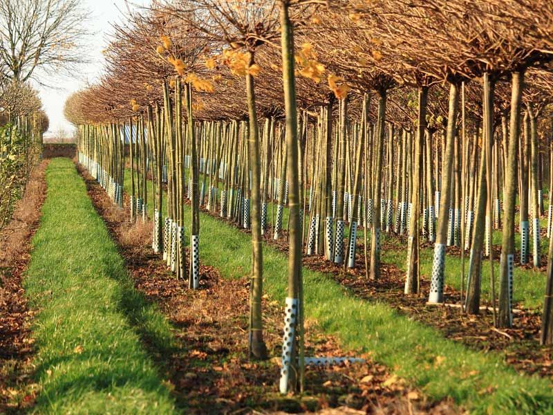 Rows of leafless trees with trimmed round tops in a field of grass.