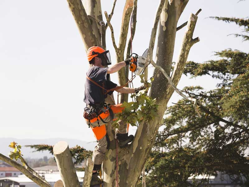 Arborist in safety gear using a chainsaw to trim a tree branch outdoors.