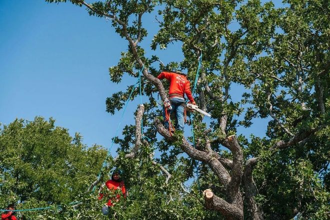 Two arborists in red shirts climb a large, leafy tree to trim branches against a clear blue sky.