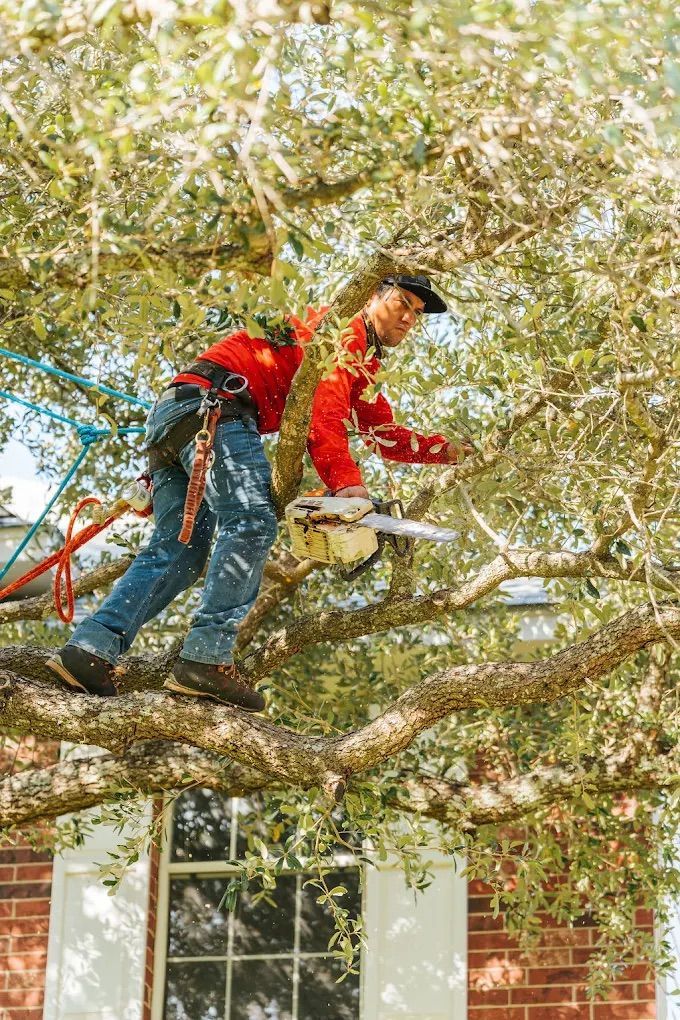 A worker in a red shirt and blue jeans, secured by a climbing harness, prunes tree branches with a chainsaw.