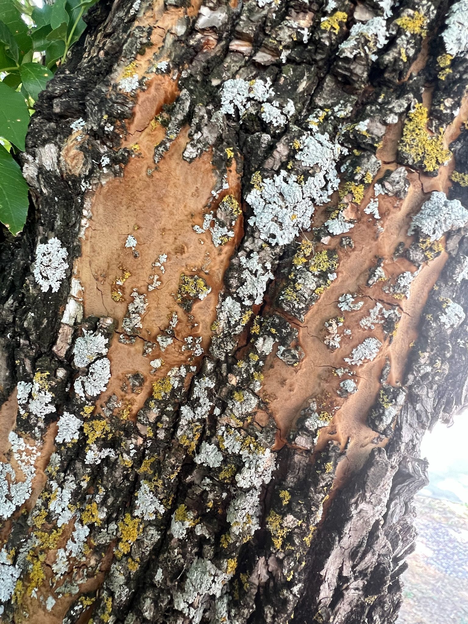 Close-up of tree bark with deep, dark fissures contrasting with smooth, light brown patches and patches of lichen.