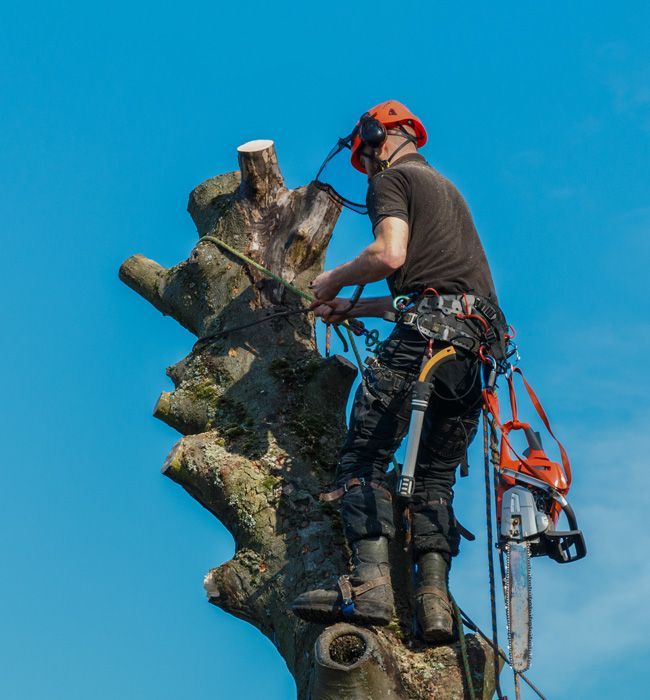 Arborist in orange helmet, cutting a tree branch with a chainsaw against a blue sky.