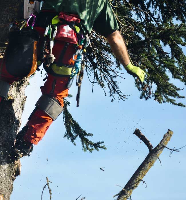 Arborist in safety gear, cutting a tree branch with a chainsaw, blue sky background.