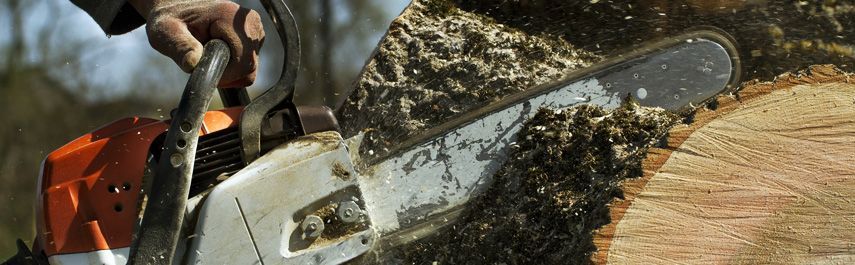 A chainsaw cutting into a tree trunk, sawdust flying. A person's hand grips the saw.