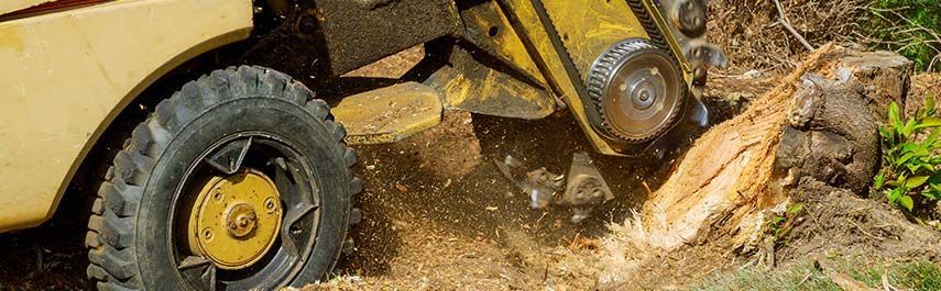 A yellow stump grinder grinding a tree stump into wood chips.
