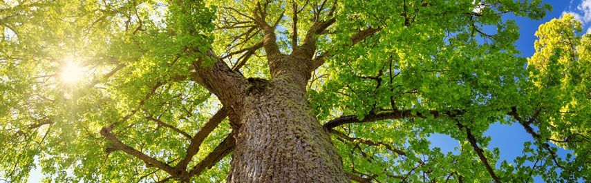 A tall tree with green leaves and a brown trunk, seen from below, with sunlight shining through.