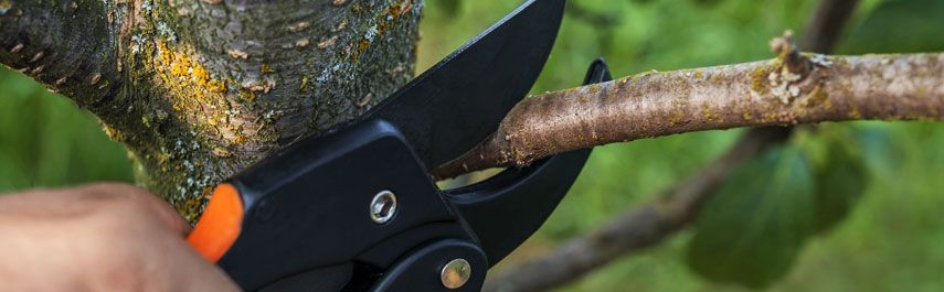 Pruning shears cutting a tree branch outdoors.