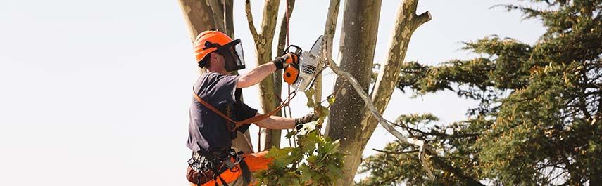 Arborist using a chainsaw to trim a tree. Wearing safety gear, with trees and sky in the background.