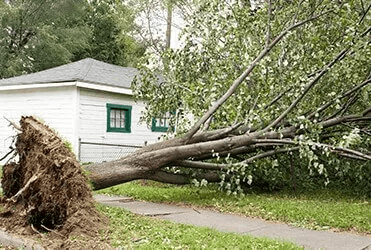 A large tree fallen onto the side of a white house with green trim, blocking the sidewalk.