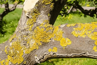 Yellow lichen on a tree branch, with a blurred green background.
