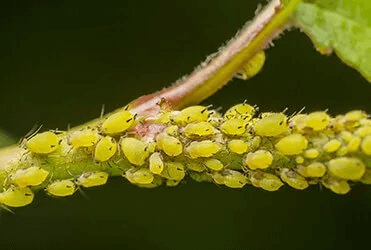 Yellow aphids clustered on a green plant stem.