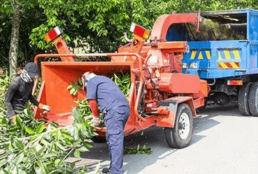 Two workers feeding branches into a red wood chipper, beside a blue dump truck.