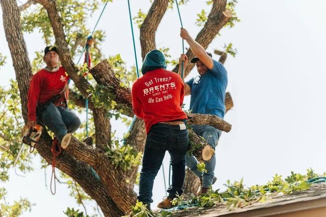 Tree trimmers cutting tree branches, using ropes for safety. Sunny day.