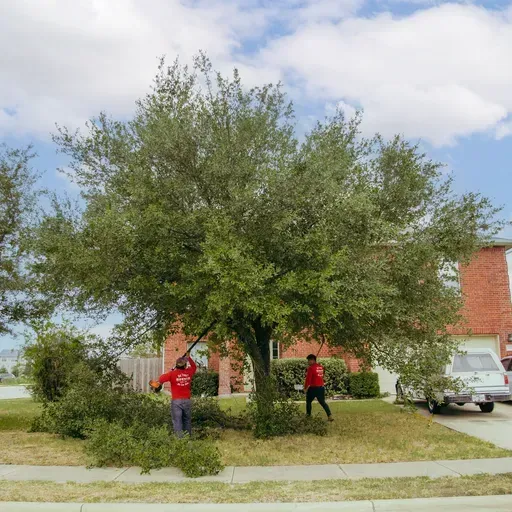 Person using a chainsaw to cut a large fallen tree trunk on grass, wood chips and sawdust visible.