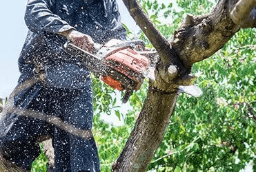 Person in blue coveralls using a chainsaw to cut a tree branch. Sawdust flies.