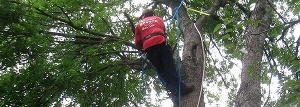A person in a red vest is climbing a tree, secured by a blue rope.