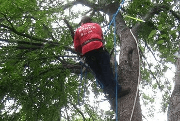 Arborist in red shirt and safety harness climbing a tree, securing ropes.