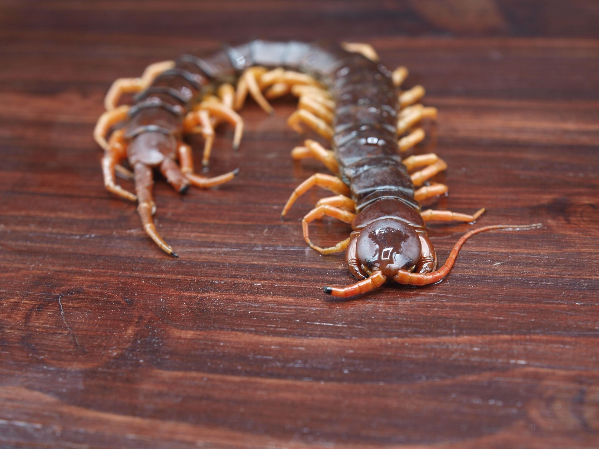 Brown centipede on a dark wooden surface, curled and displaying its many legs.