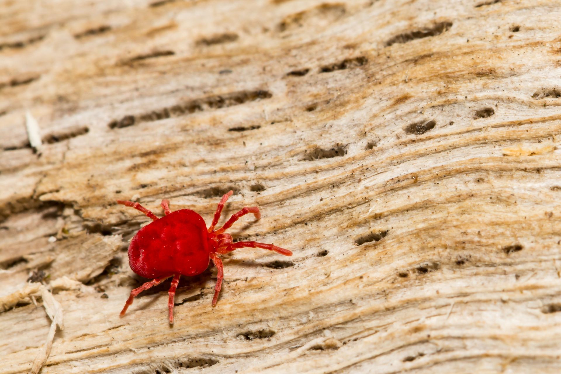 A small, bright red clover mite on a textured, light brown wood surface.