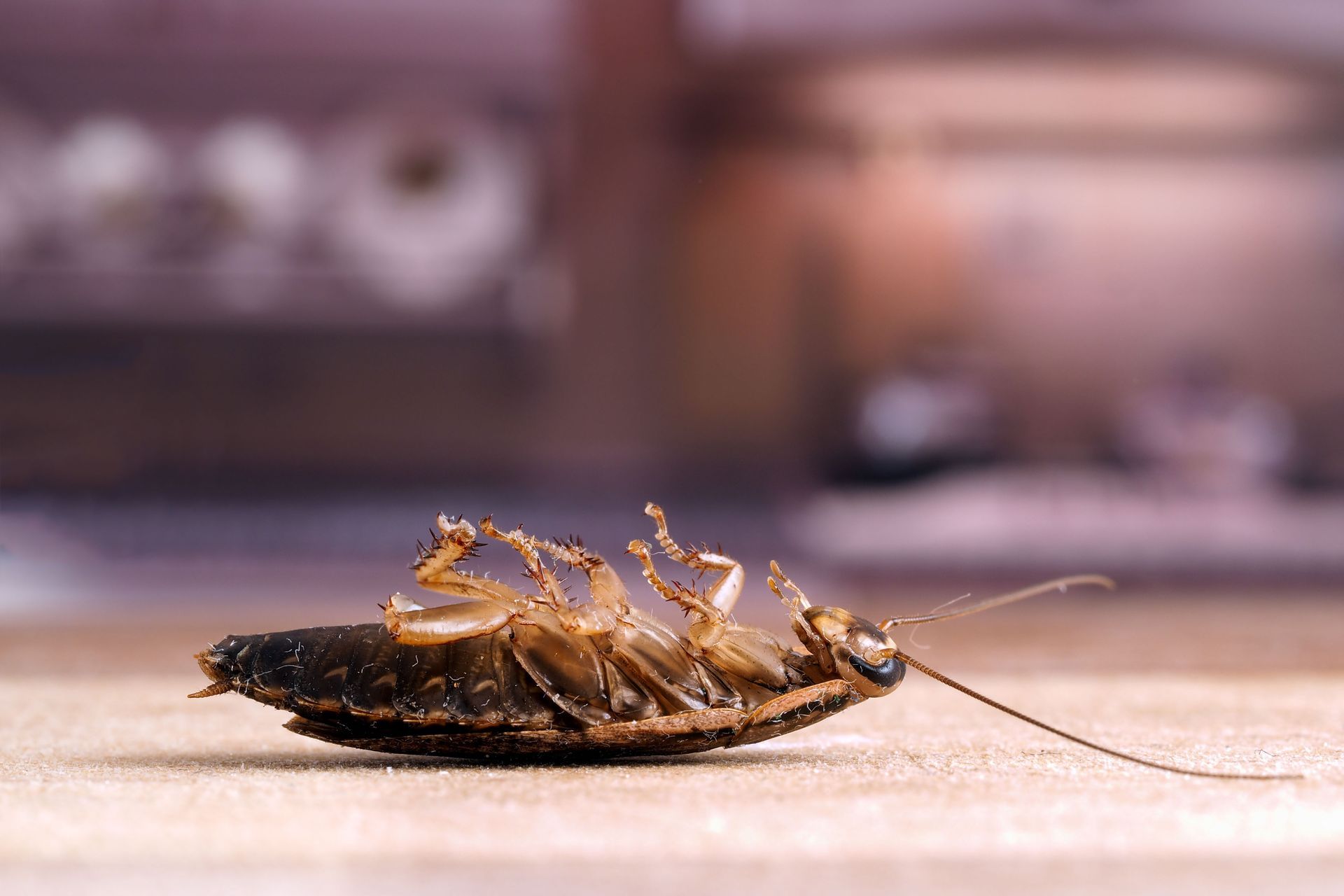 Dead cockroach lying on its back, legs up, on a light-colored surface.