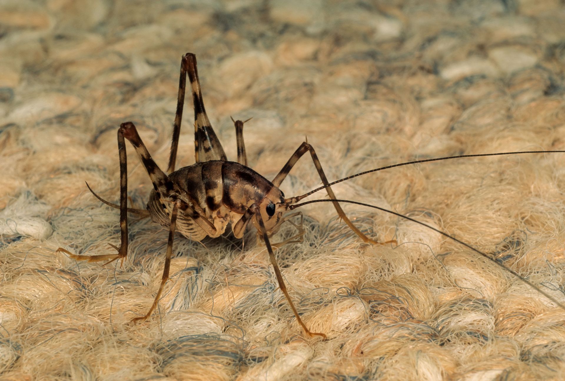 A camel cricket with long legs and antennae on a beige carpet.