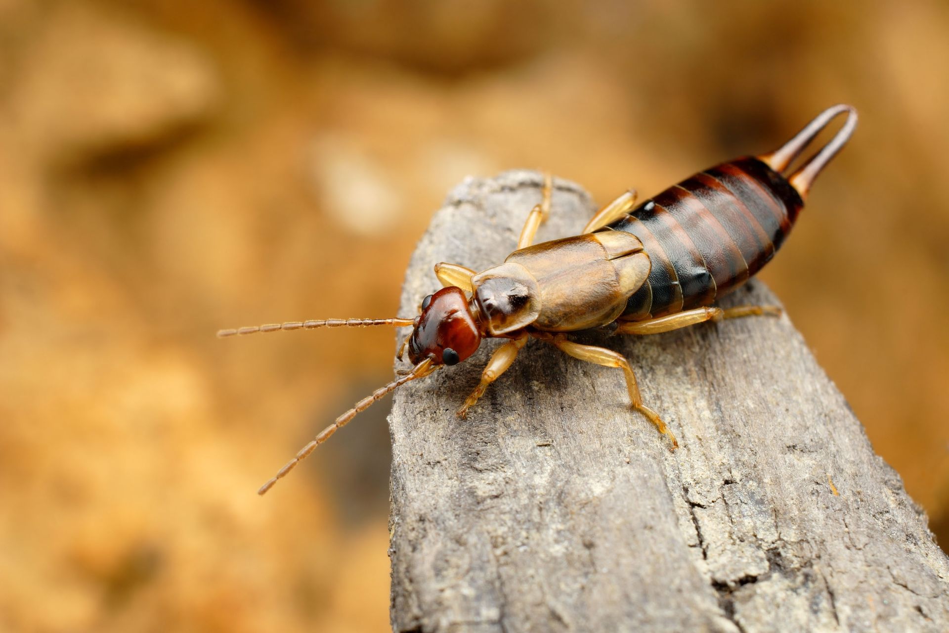 Earwig insect with pincers, brown and black body, on a piece of weathered wood.