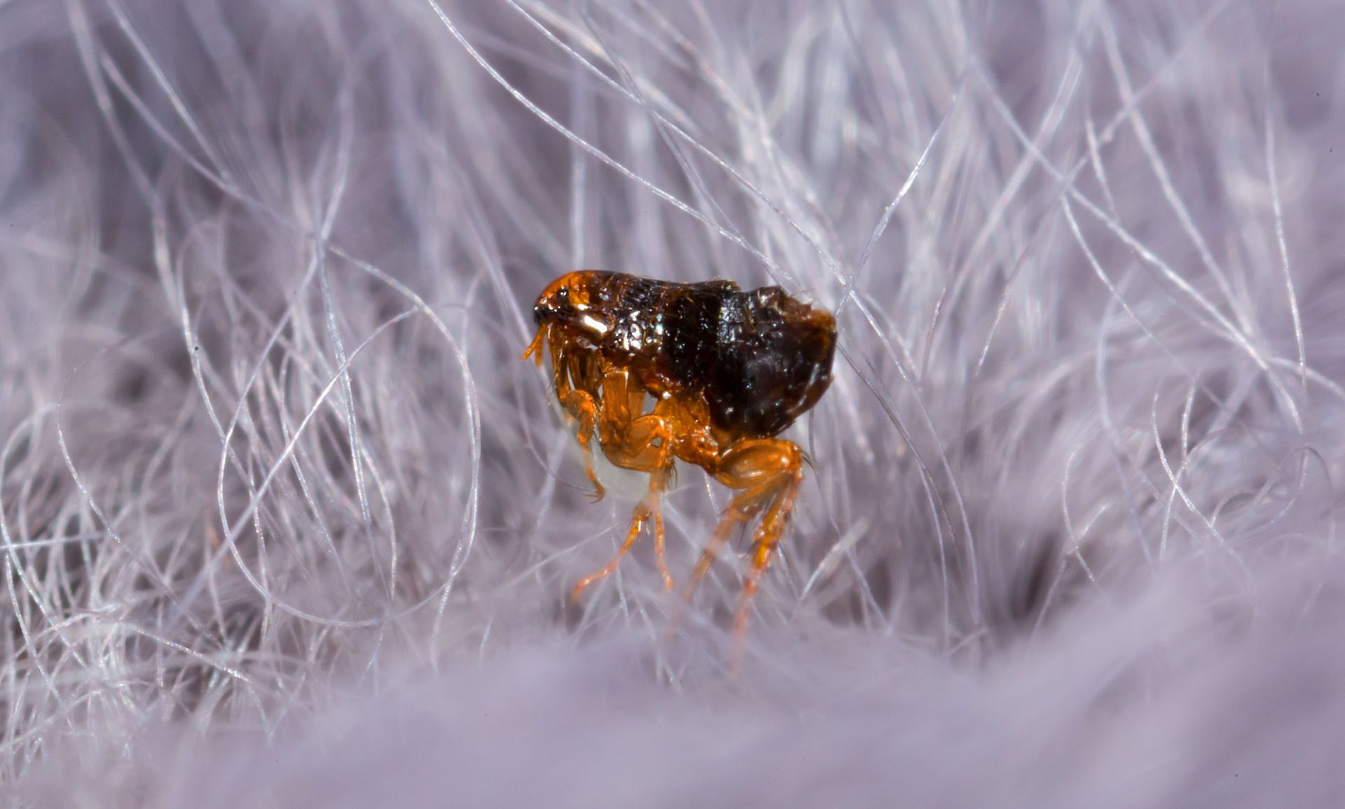 Flea on light purple fur; brown body, six legs, and antennae.