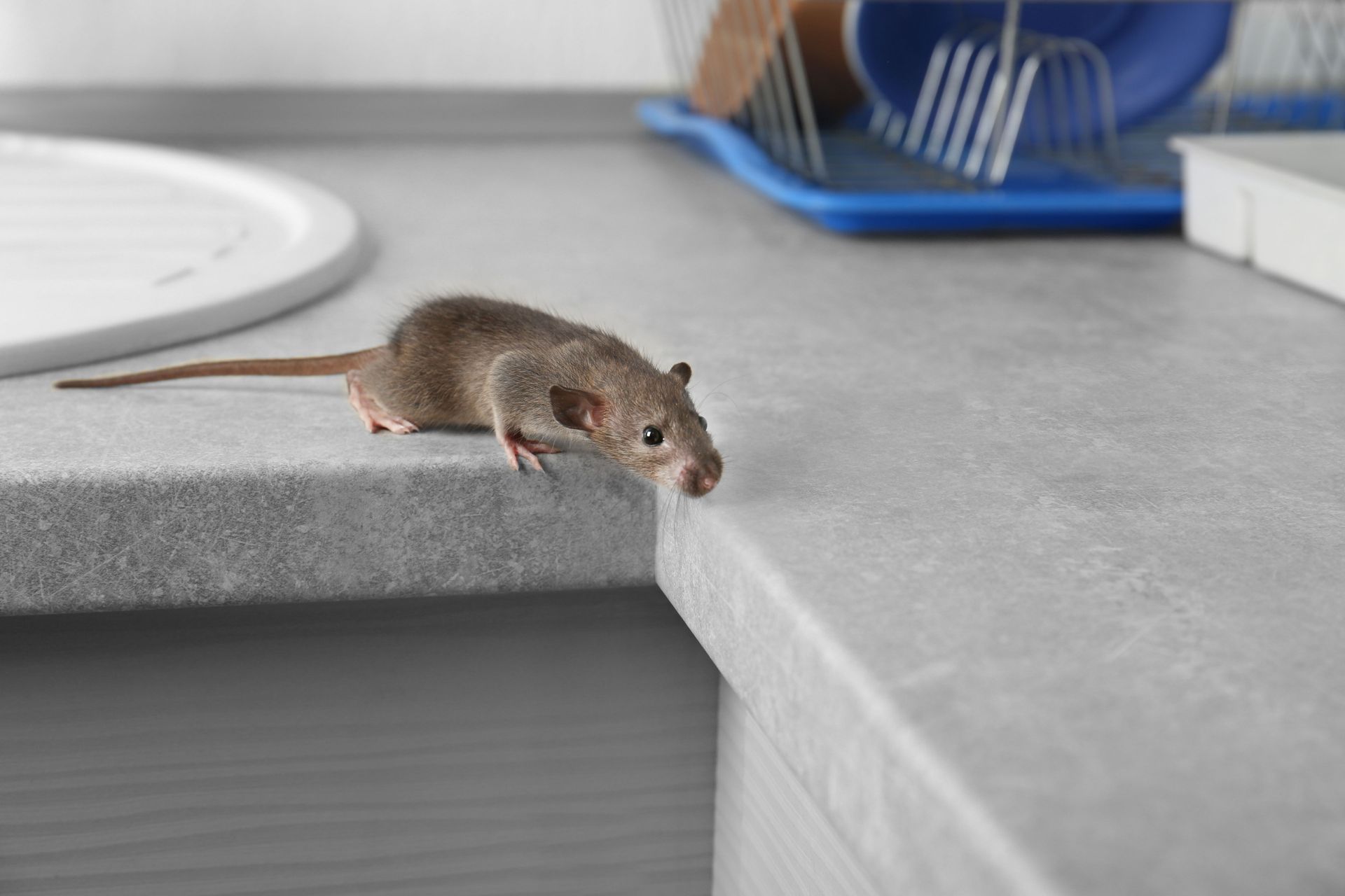 A small mouse on a gray kitchen countertop, peering down near a sink and dish rack.