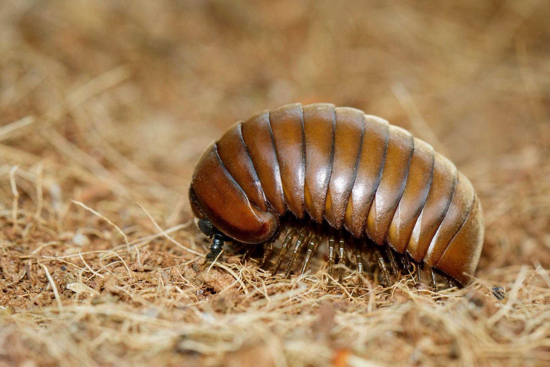 Brown pill millipede curled on a bed of brown shredded material.