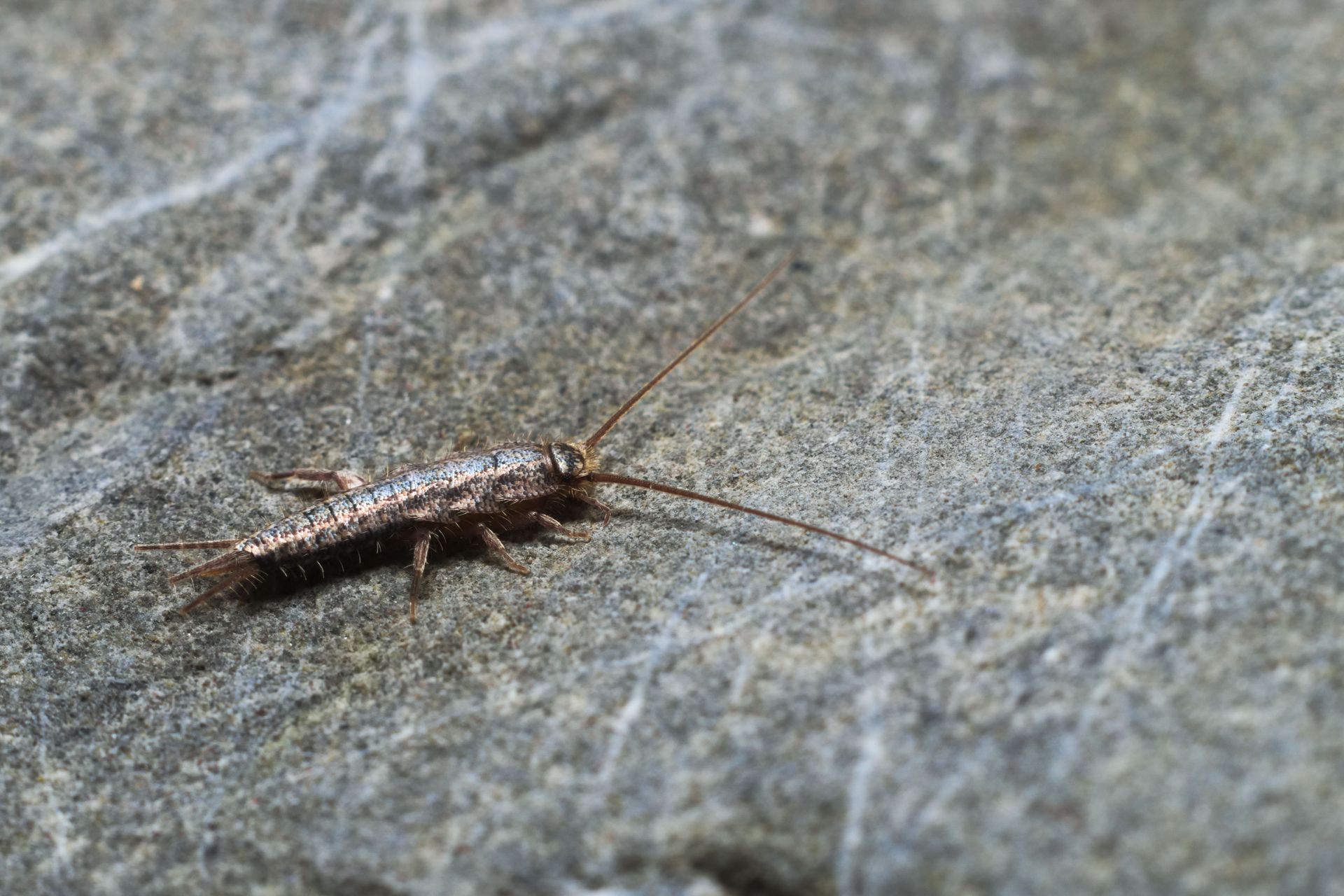 Silverfish insect on a grey stone surface, with long antennae and three tail filaments.