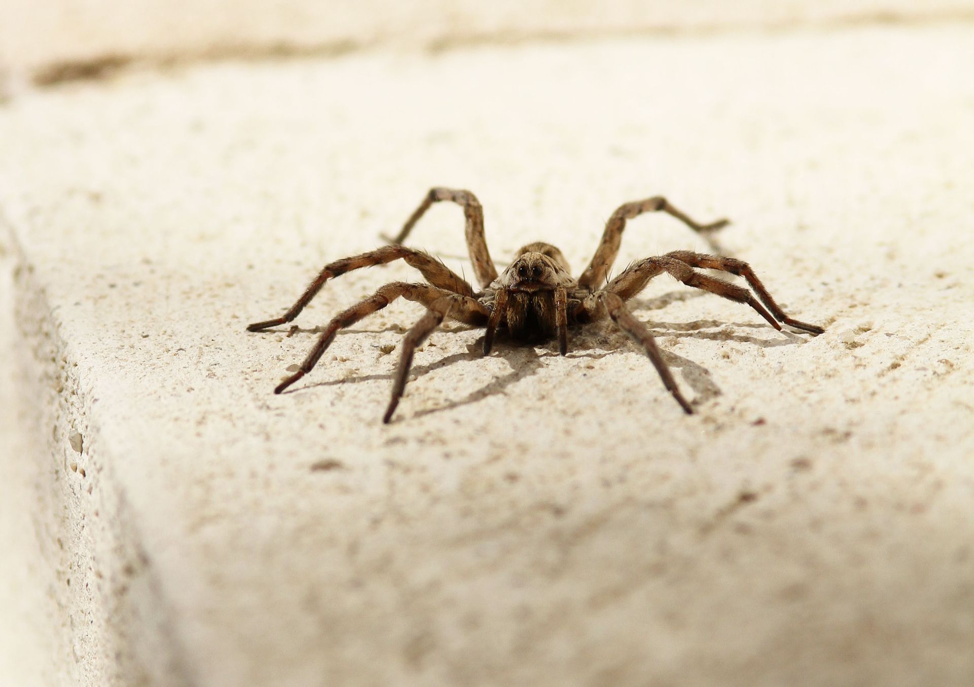 Brown wolf spider on a light-colored, textured surface.