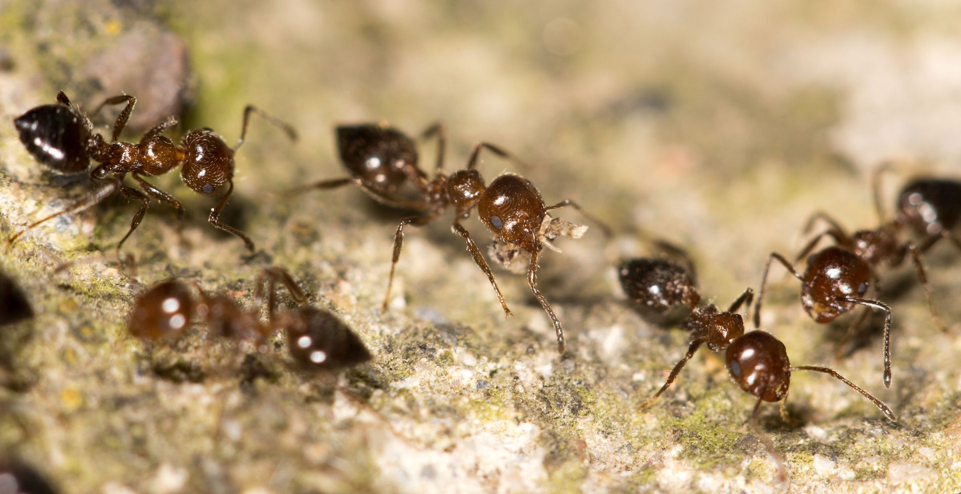 Group of small dark red and black ants on a textured, light-colored surface.