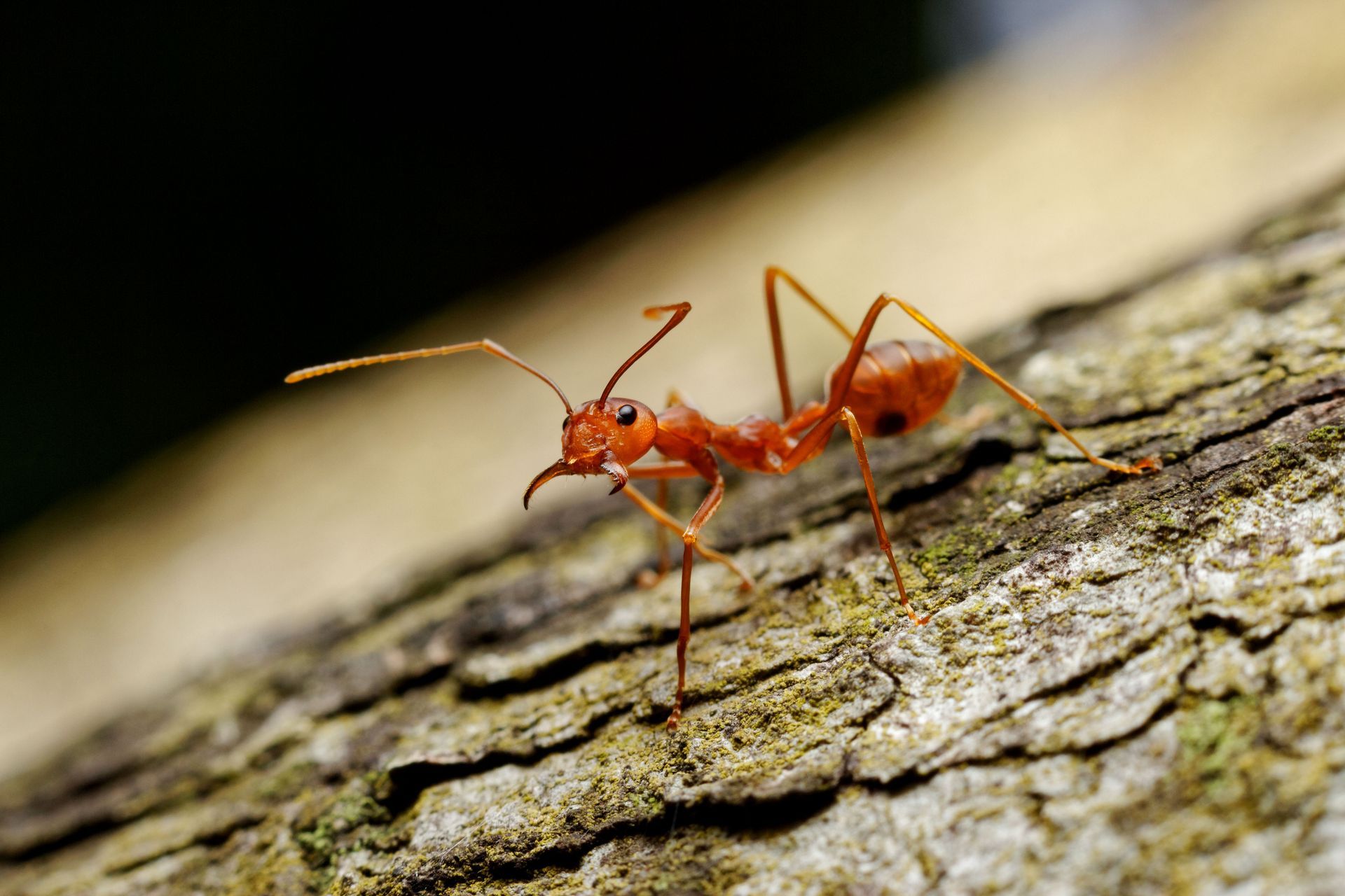 Red ant on a textured tree branch, antennae forward, head raised.