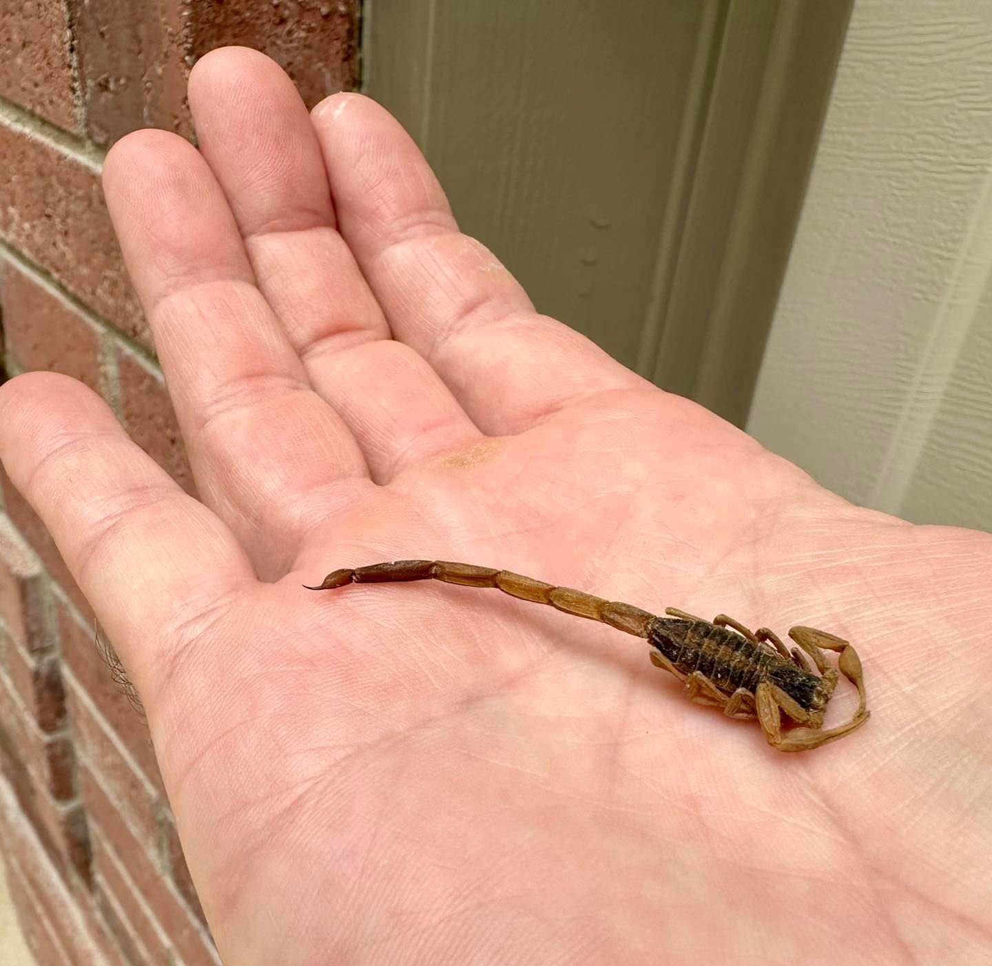 A hand holding a small brown scorpion outdoors near a brick wall.