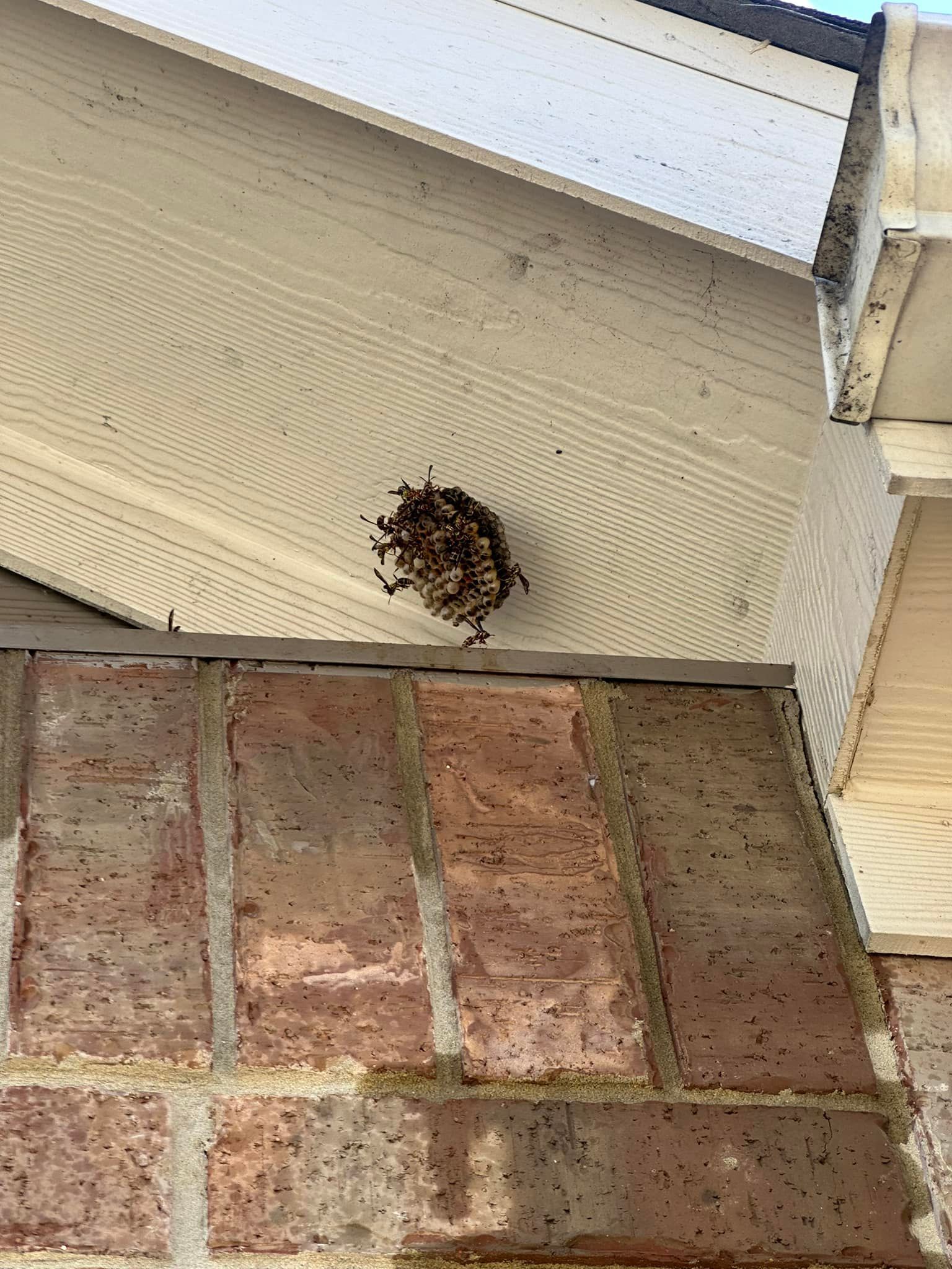 Wasp nest attached to the underside of a white roof overhang, above a brick wall.