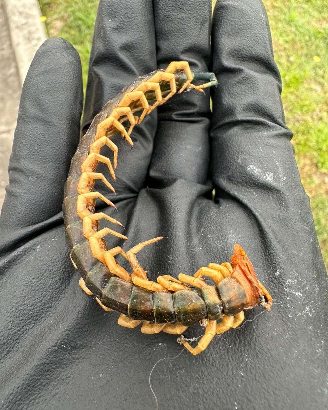 Centipede held in gloved hand, showing segmented body, legs, and orange/brown and dark colors.