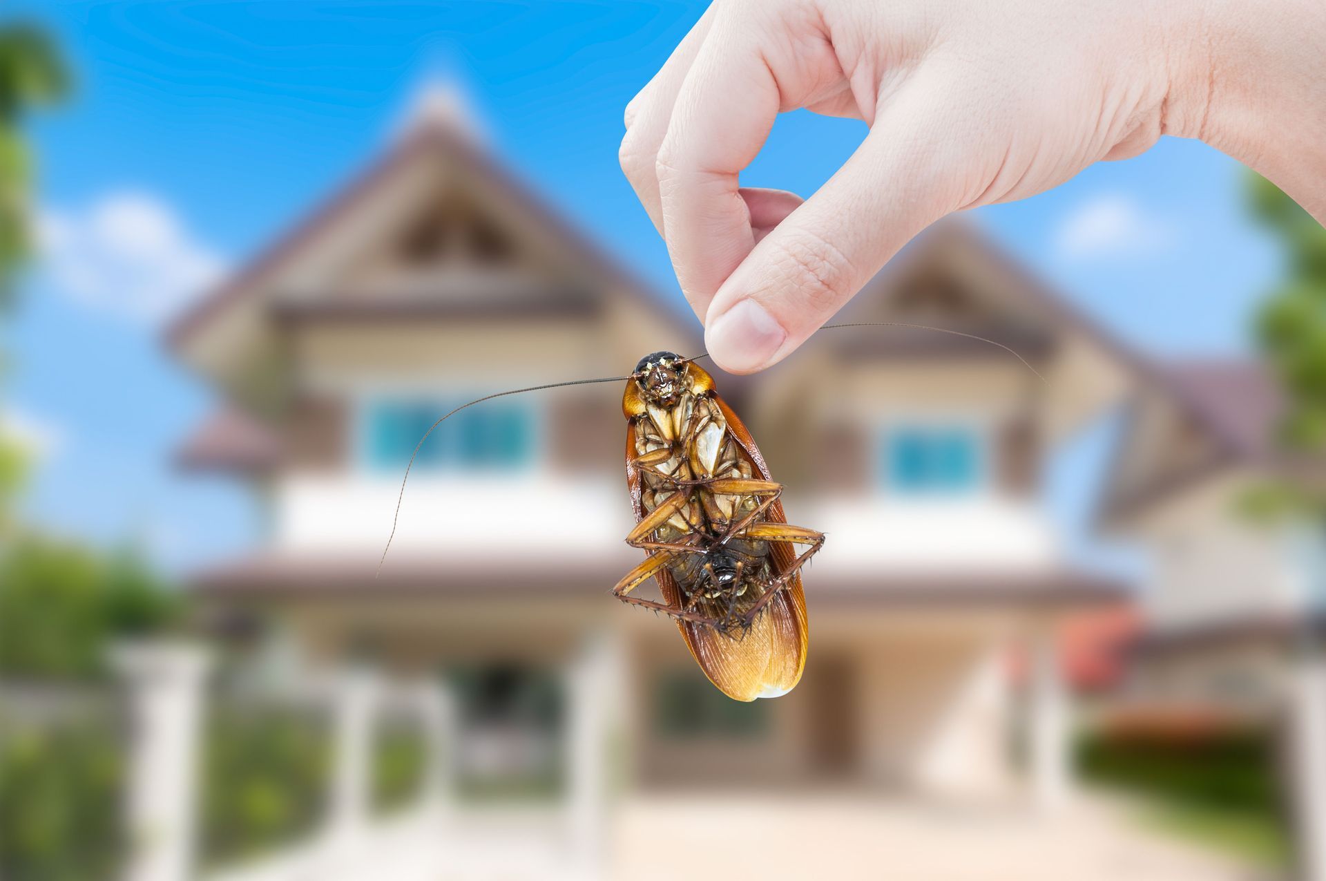 HUB Pest Solutions