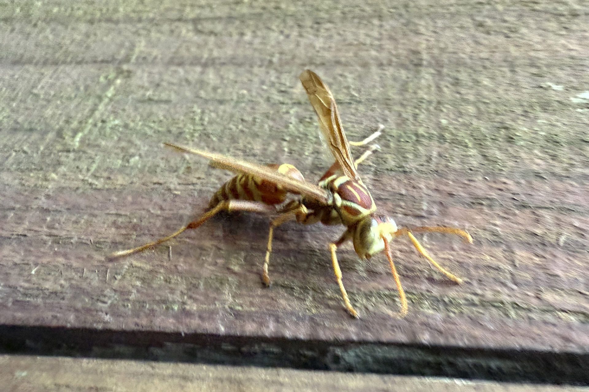 Wasp with translucent wings on a light surface, casting a long shadow in sunlight.