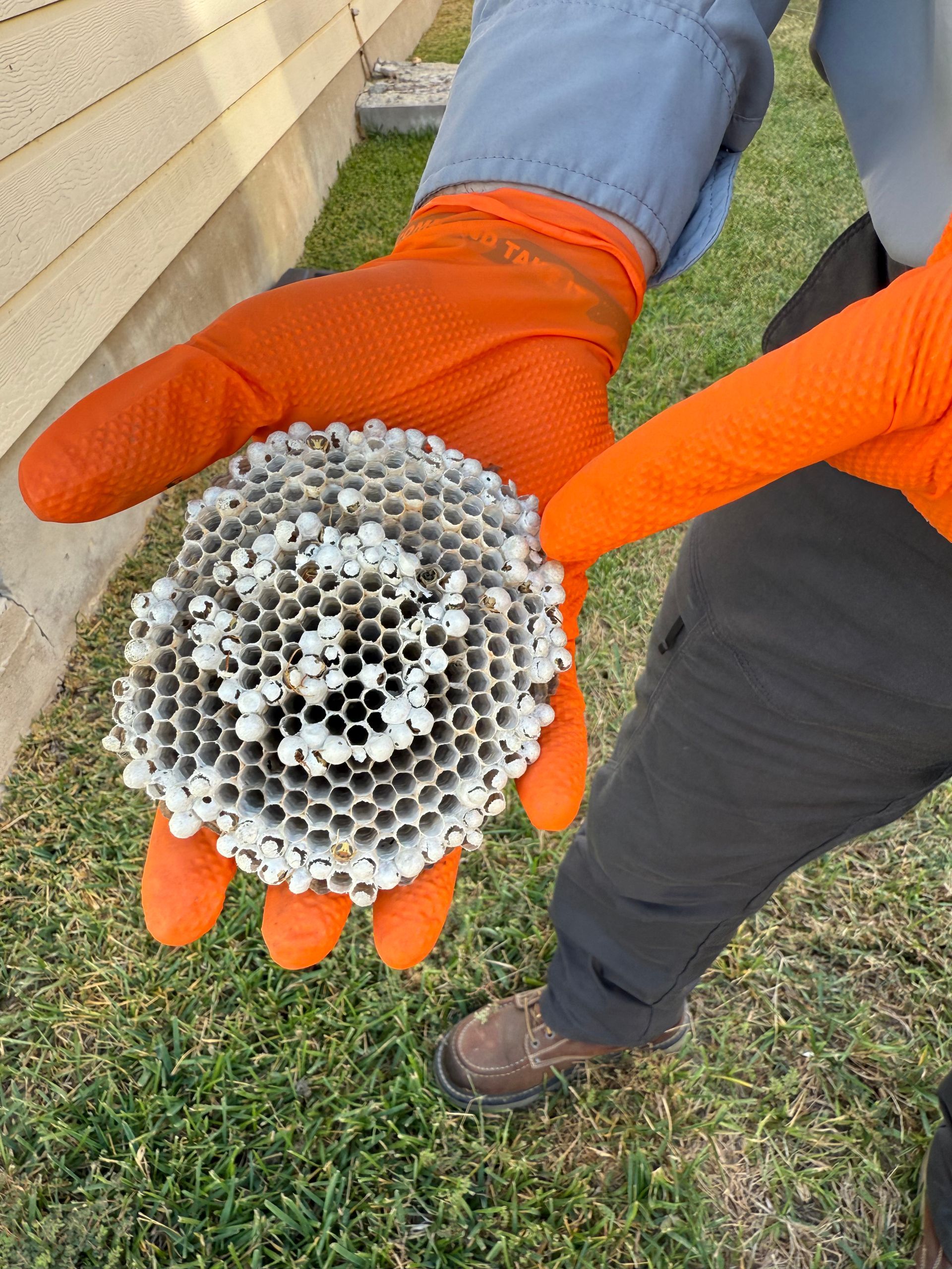 Person in orange gloves holding a honeycomb-shaped wasp nest on grass near a building.