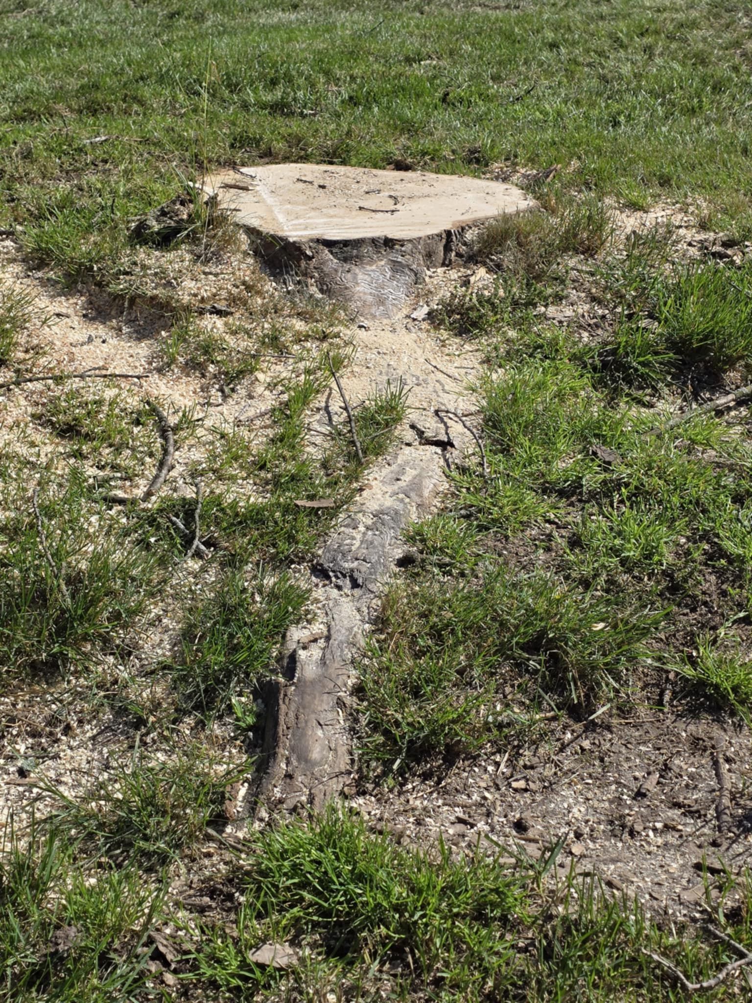 A tree stump in the middle of a grassy field.