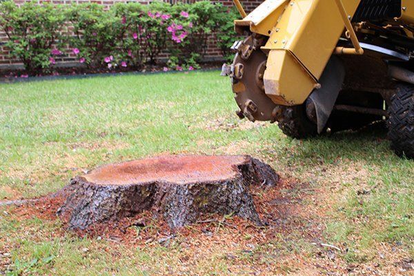 A tree stump is being removed by a stump grinder.
