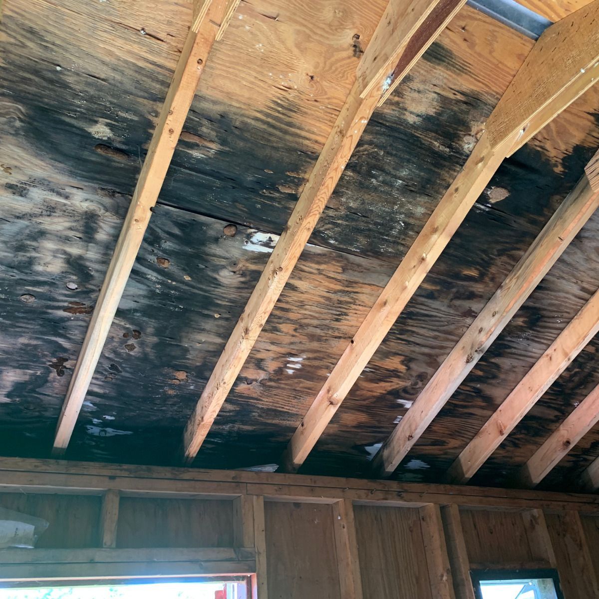Mold in the attic