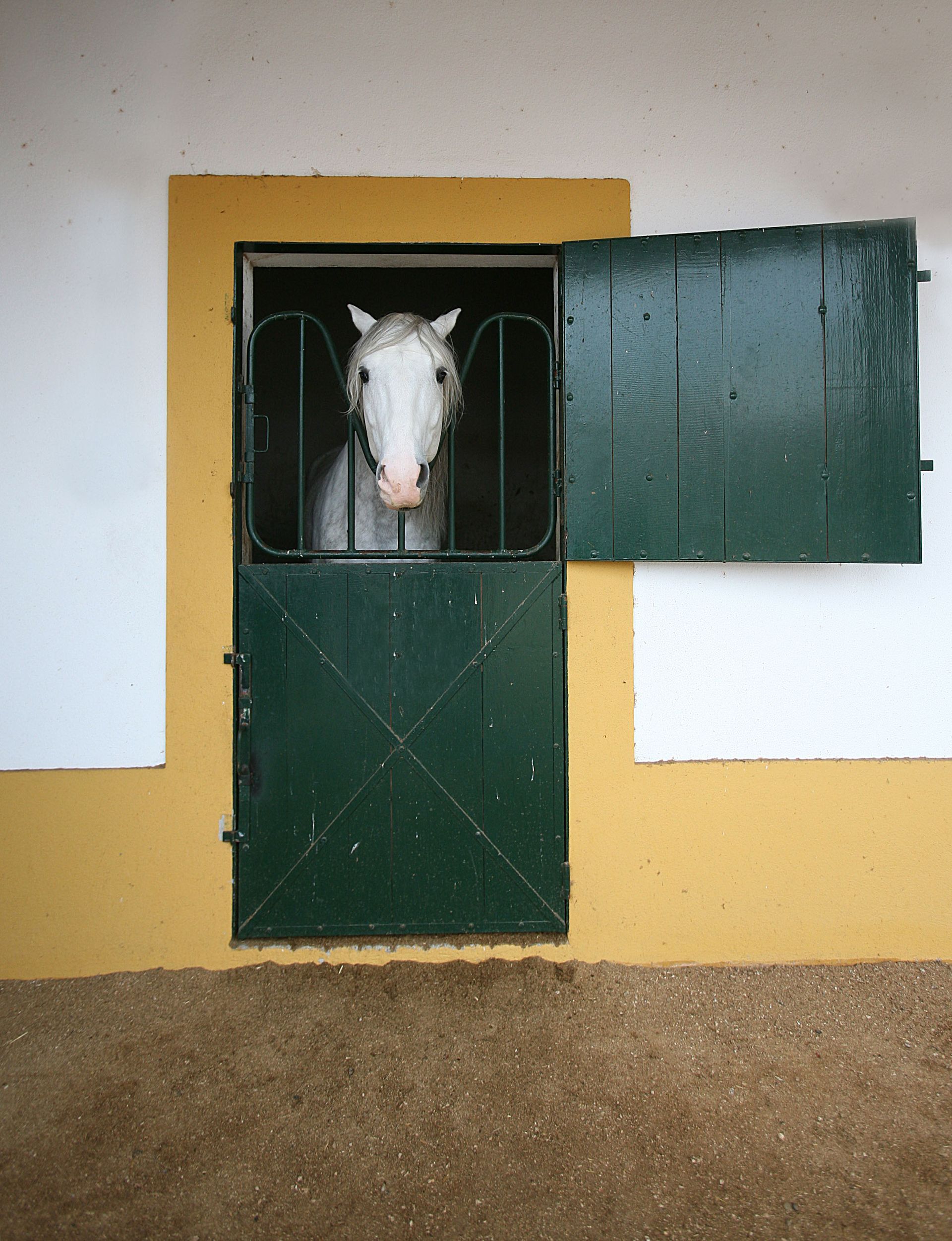 White horse peeks through a green stable door in a yellow-and-white barn wall.