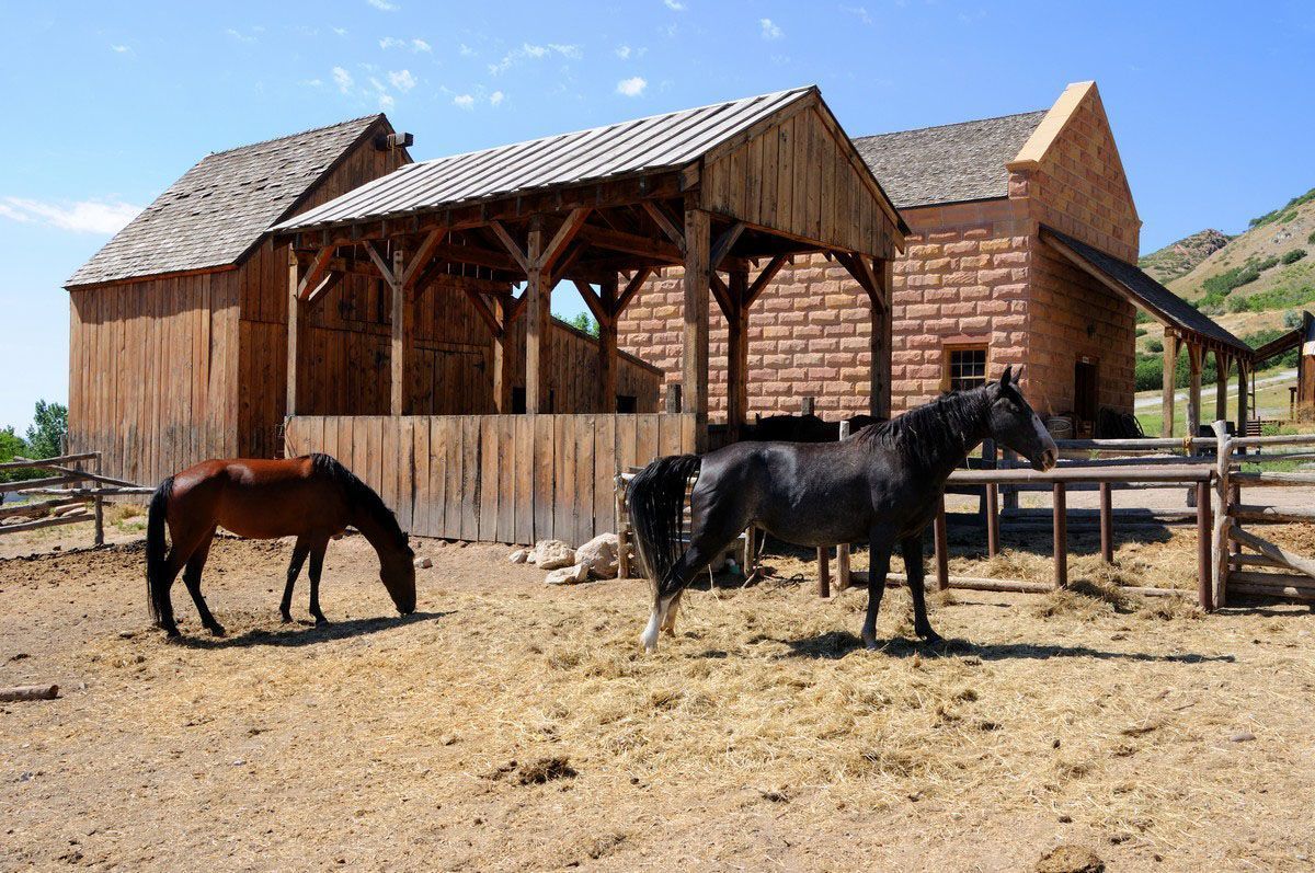 Two horses standing near a wooden barn in a dry ranch corral